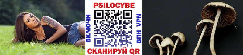 где продают Белгород Галлюциногенные грибы Psilocybe